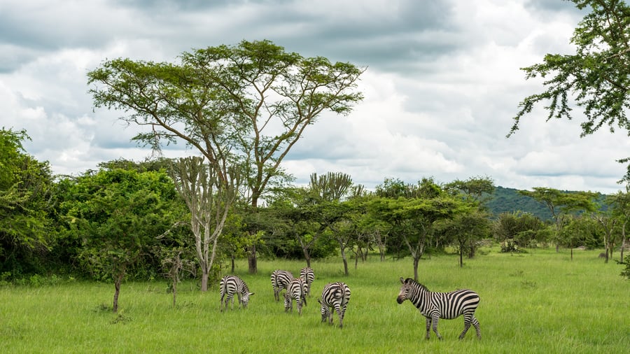 Zebraer i Lake Mburo National Park i Uganda