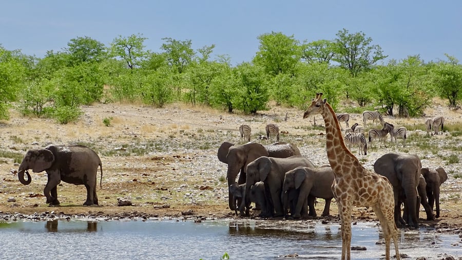 Spot wildlife in Etosha National Park