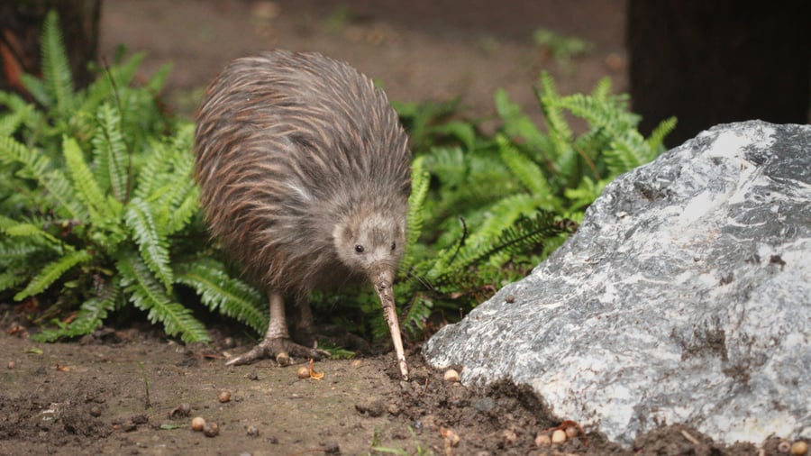 Kiwien er New Zealands nationalfugl