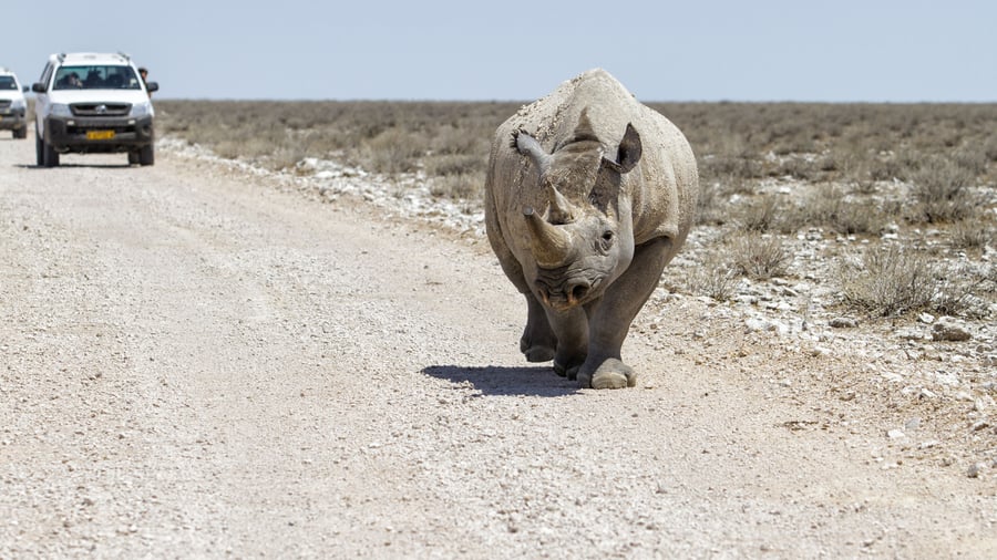 Næsehorn i Etosha National Park