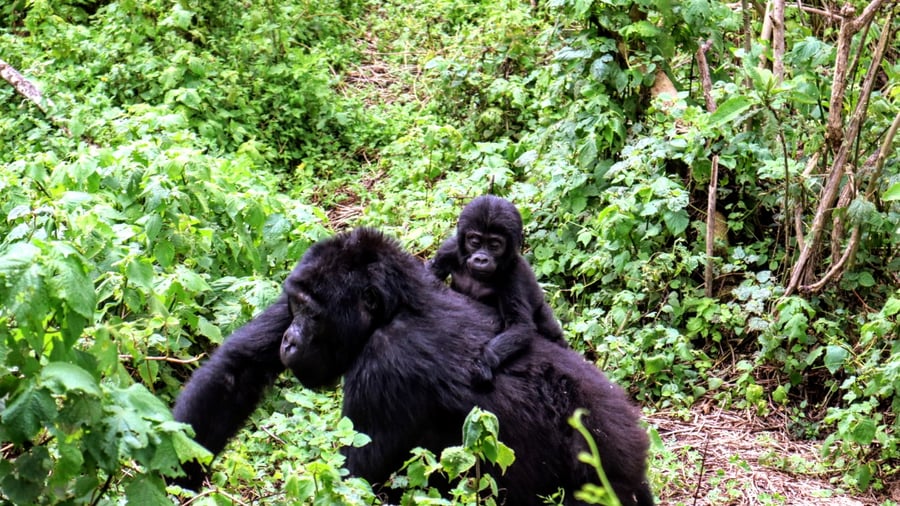 Mountain gorilla and its baby in Uganda