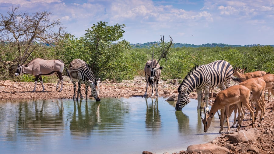 Se vilde dyr ved vandhuller i Etosha National Park