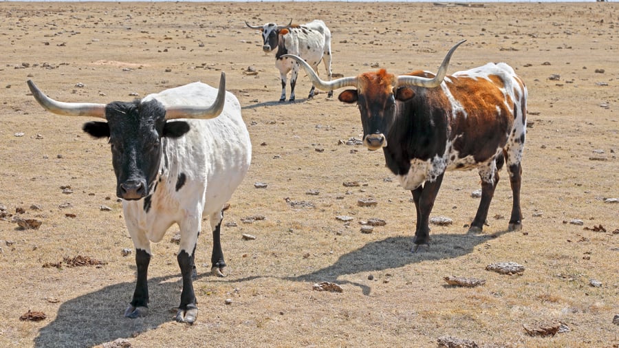 Dodge City, Kansas, USA