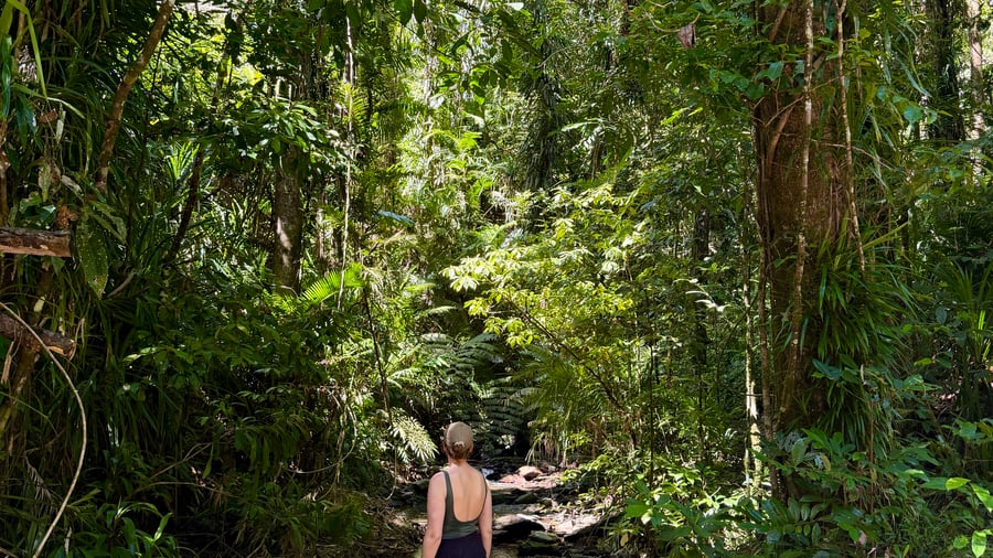 Vandra genom mangroveskogarna