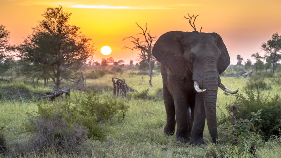 Elefant i Kruger National Park i Sydafrika