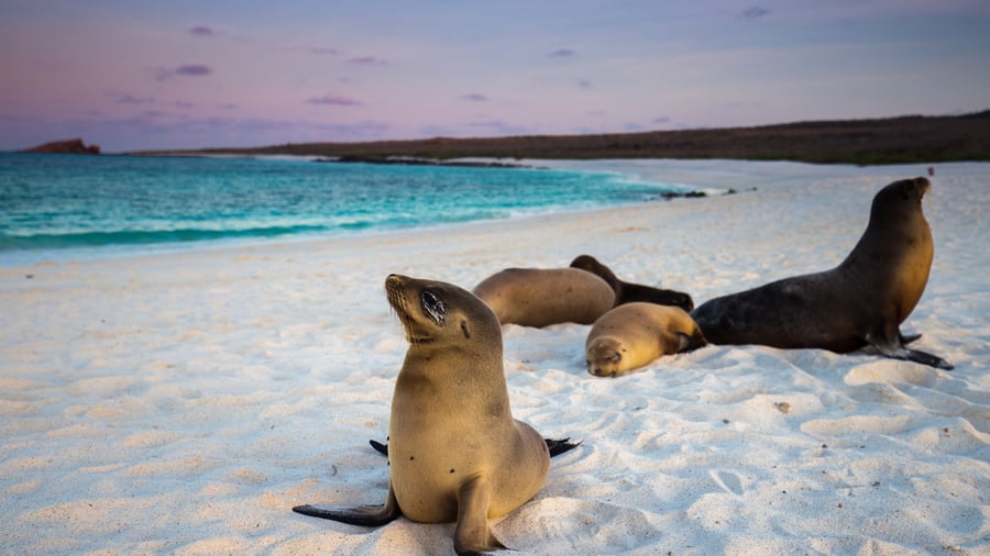 Kom tæt på søløver på Galapagos-øerne