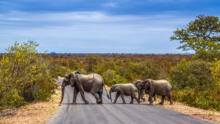 Elefanter i Kruger National Park