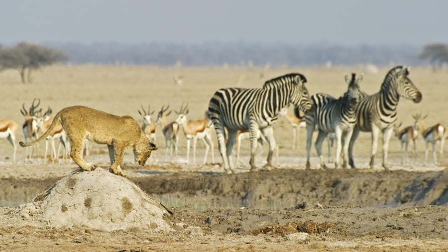 Makgadikgadi Pans