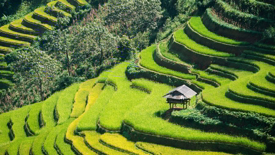 Rismarkerne ved Sapa