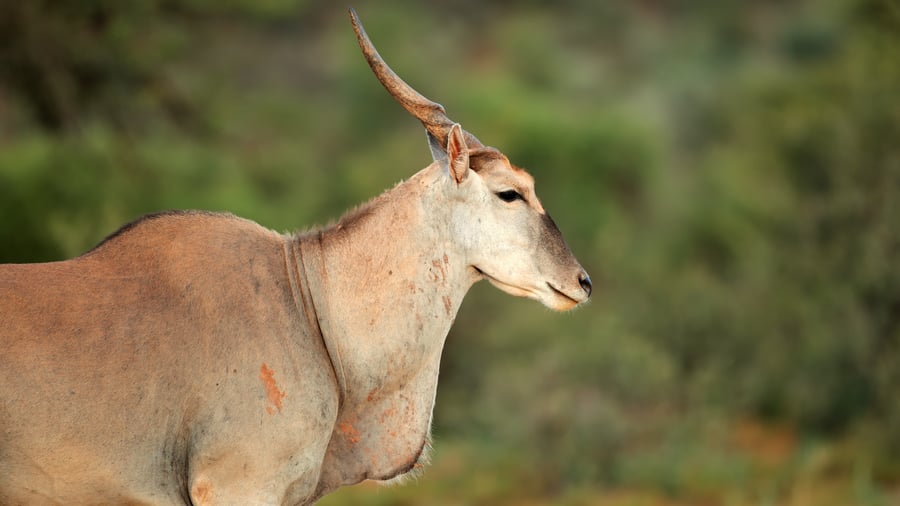 Eland i Lake Mburo National Park