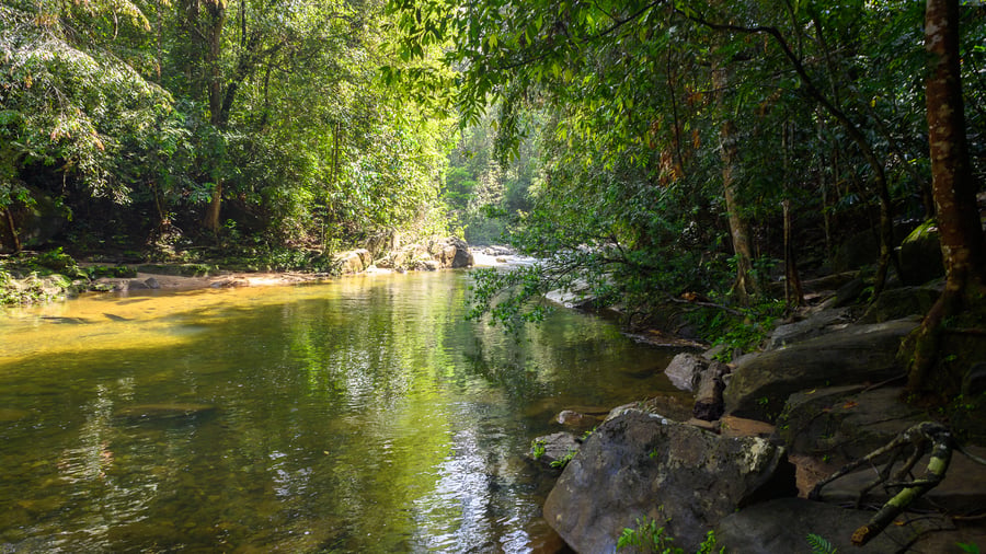 Regnskogen i Sinharaja