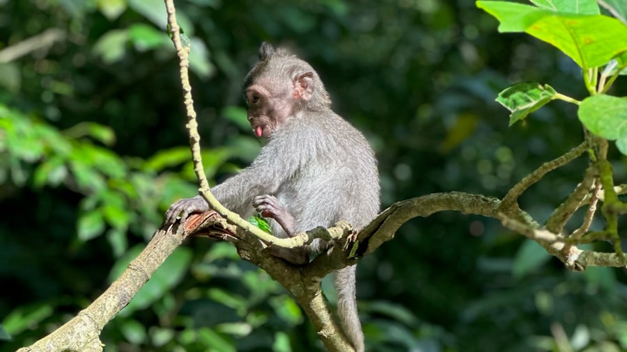 Monkey in Ubud nature