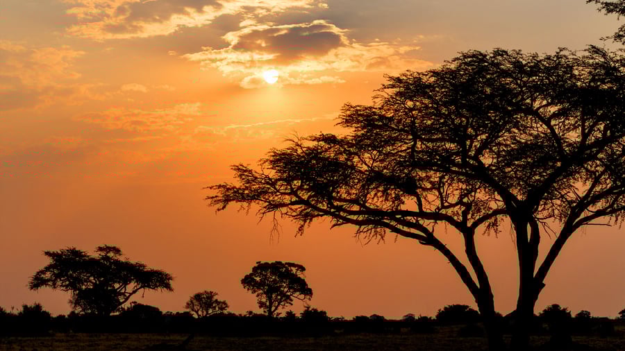 Solnedgang over Hwange National Park