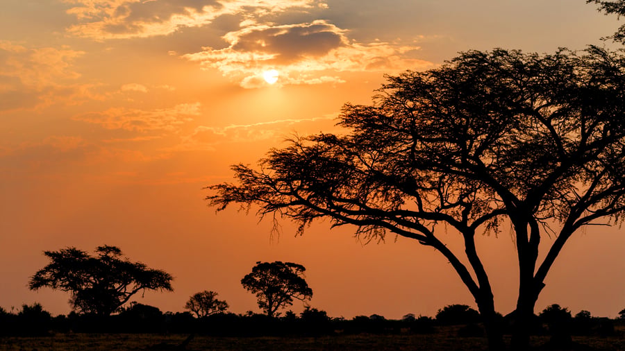 Solnedgång över Hwange National Park
