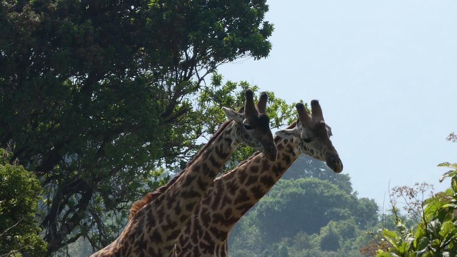 Majestic giraffes in Tanzania