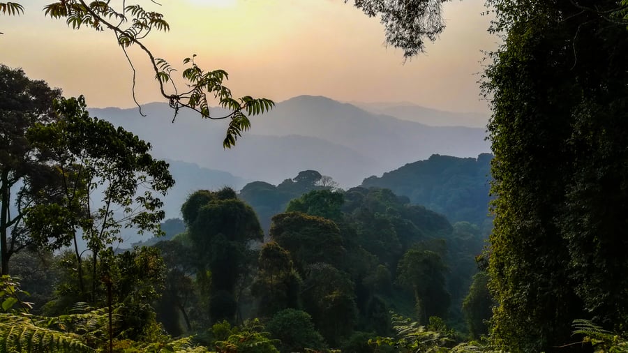 Regnskoven i Nyungwe Forest National Park
