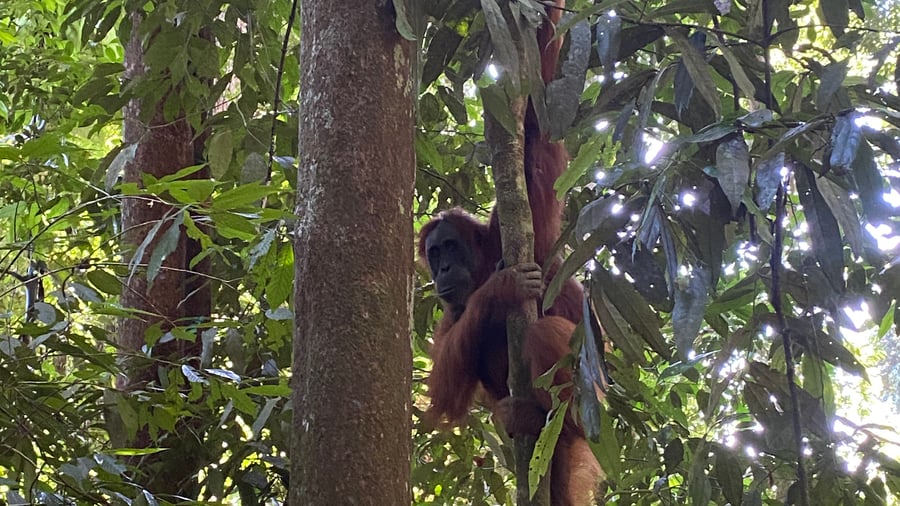 See wild orangutans on Sumatra