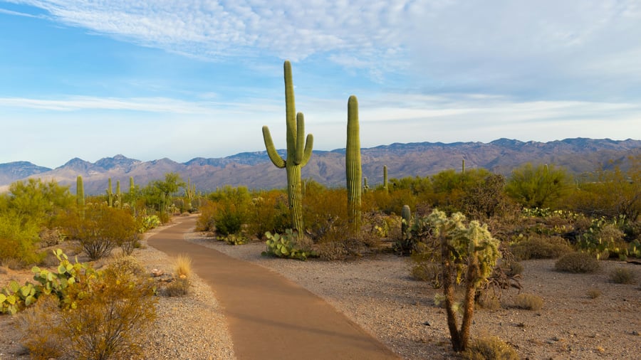 Discover the giant cacti in Saguaro National Park