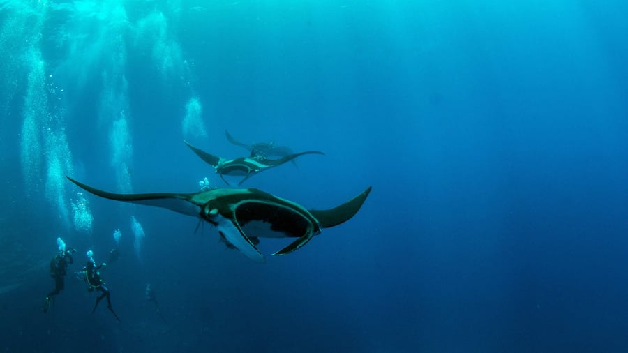 Duikers met mantaroggen in de Malediven