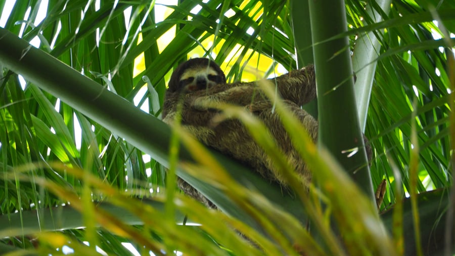 Sloth hiding in a tree