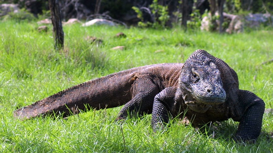 Komodo dragon 