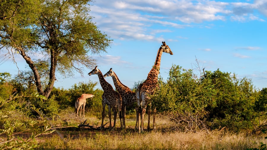 Utforska ikoniska Kruger National Park