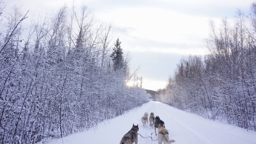 Testa att åka hundsläde i snön