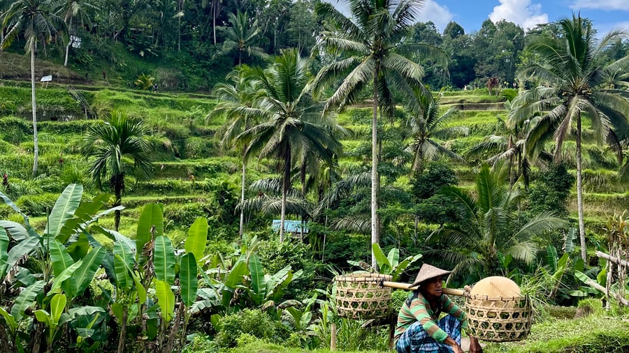 Rice fields as far as the eye can see