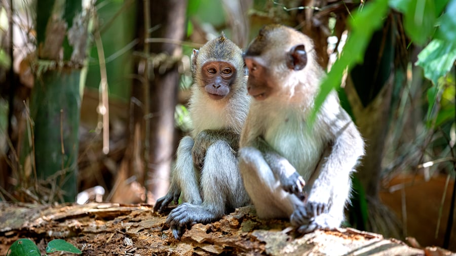 Two monkeys in Khao Sok
