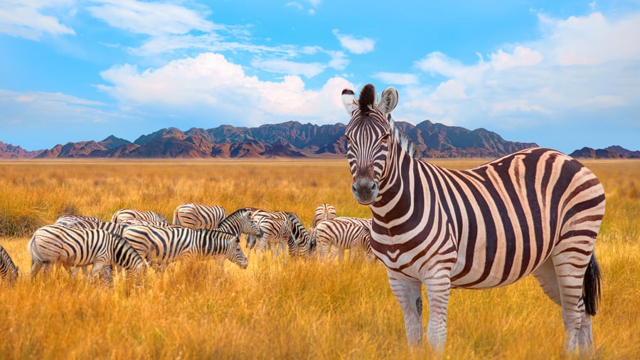 Safari i Etosha National Park venter forude