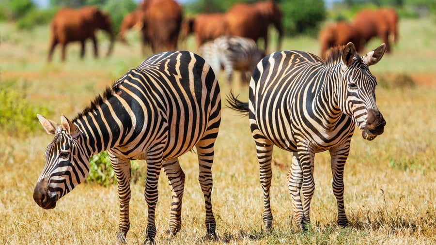 Zebraer i Tsavo