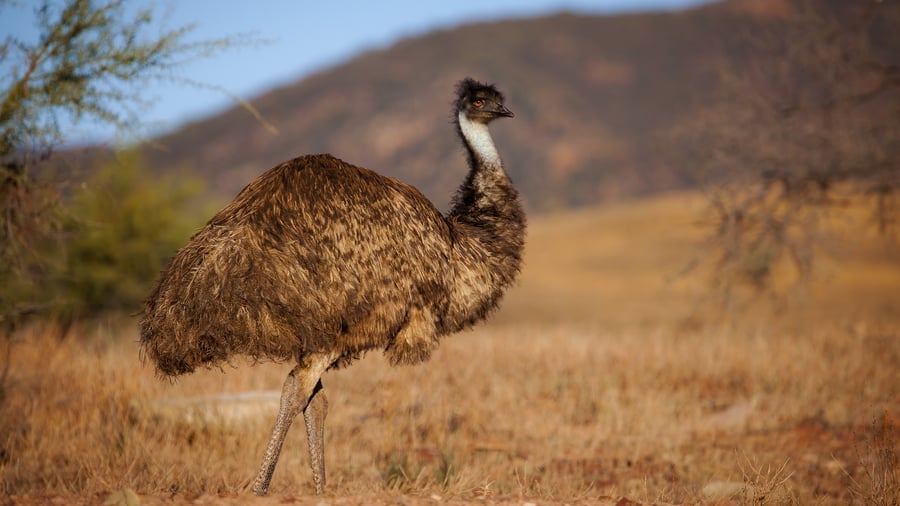 Emu in Flinders Ranges National Park