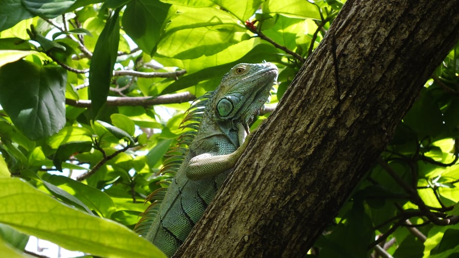 Bongaa kiehtovia eläinlajeja Amazonilla