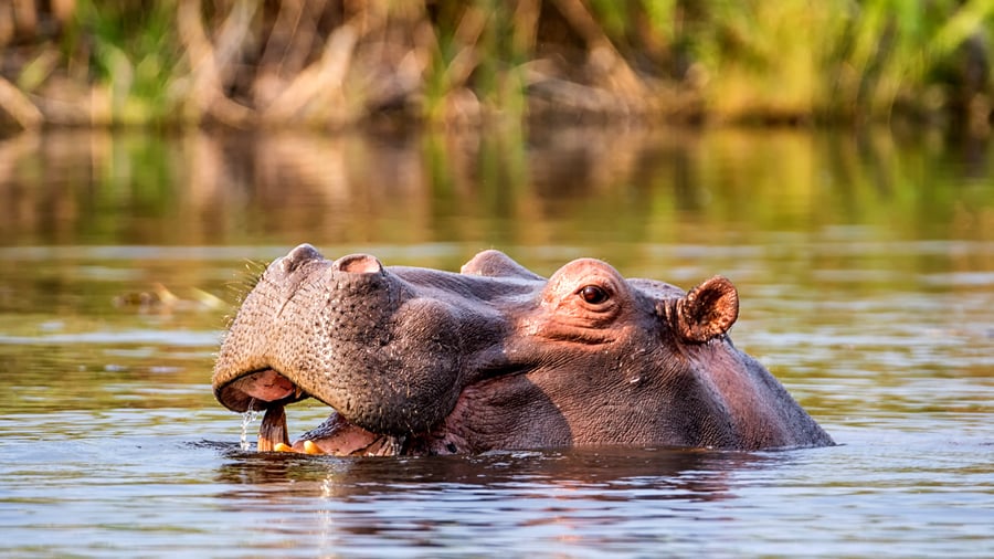 Flodhest ved Caprivi-striben i Namibia