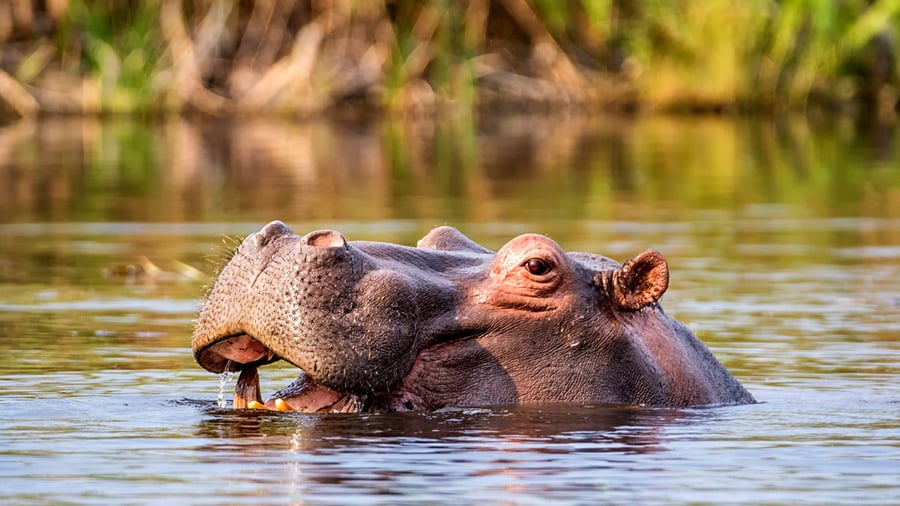 Flodhest ved Caprivi-striben i Namibia
