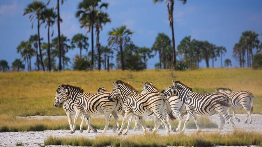 Makgadikgadi Pans National Park, Botswana