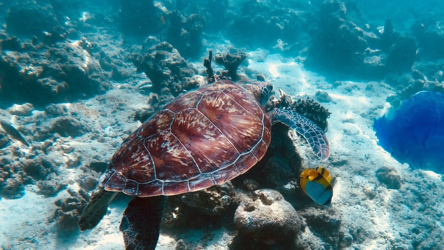Sea turtle in the Maldives