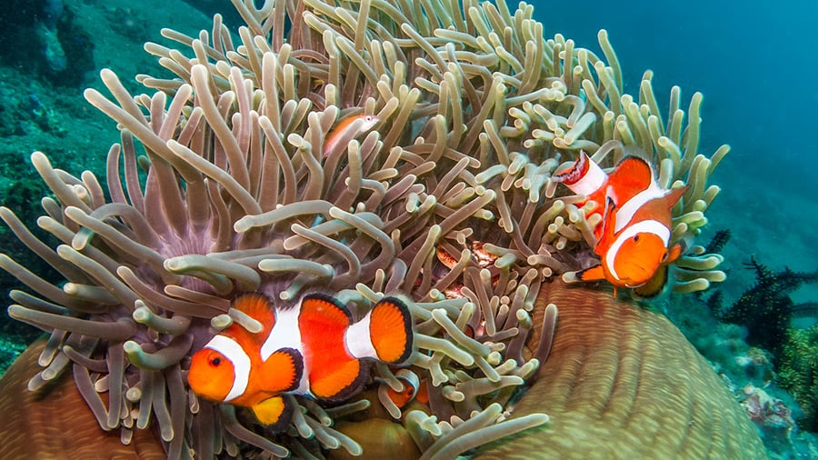 Go diving or snorkelling and try finding Nemo