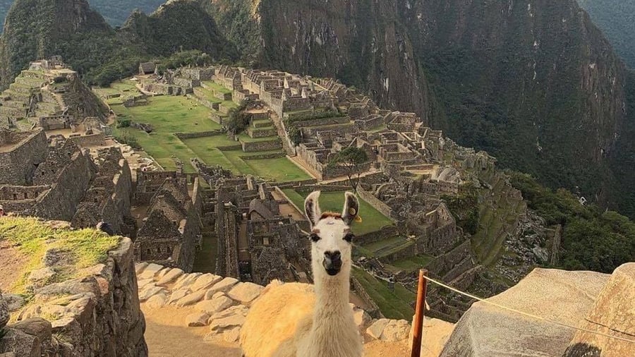 A llama at Machu Picchu