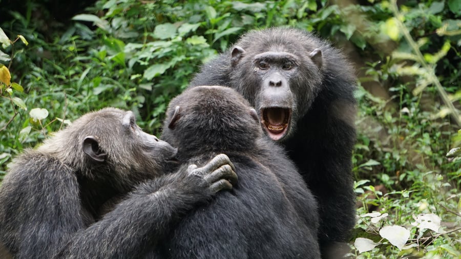 Gorillas in Uganda