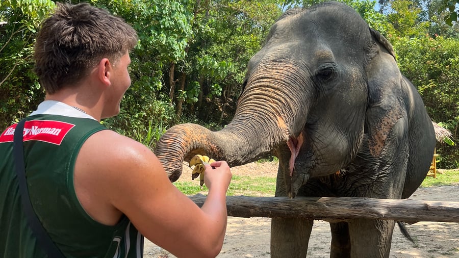 Elefant