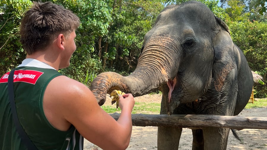 Elephant