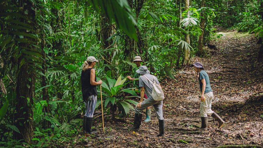 Volunteers help conserve a tropical forest
