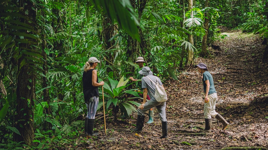 Volunteers help conserve a tropical forest