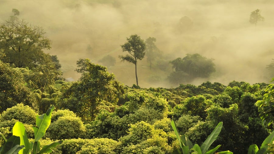 Aerial view of the foggy Amazon rainforest 