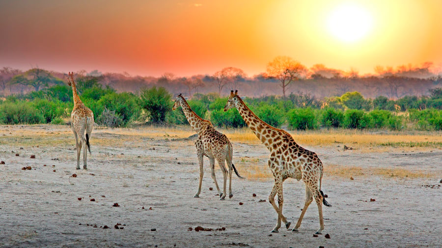 Giraffer i solnedgangen i Hwange National Park