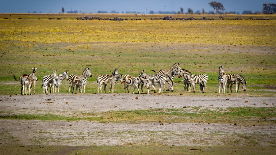 Zebras in Zimbabwe