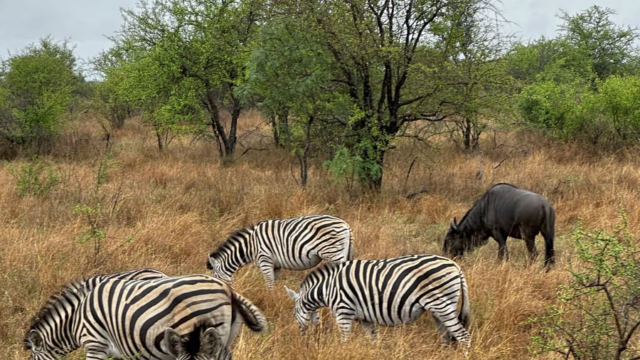 Close-up of a zebras in the wild