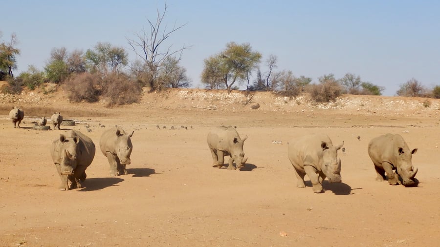Rhinos