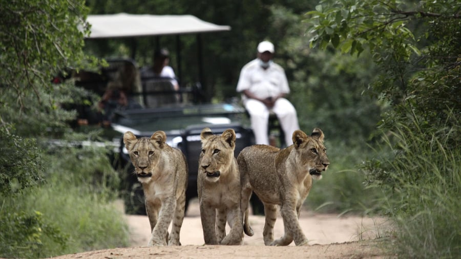 Game drive i Karongwe Private Game Reserve,